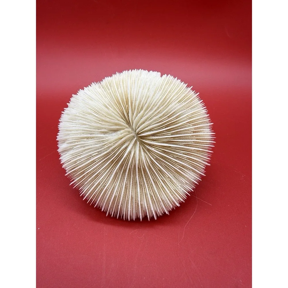 Natural White 4.25